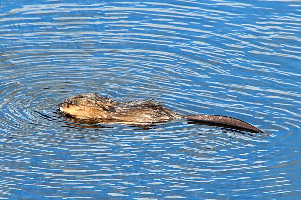 A swimming rat of some sort in the river. Definitely not a beaver.