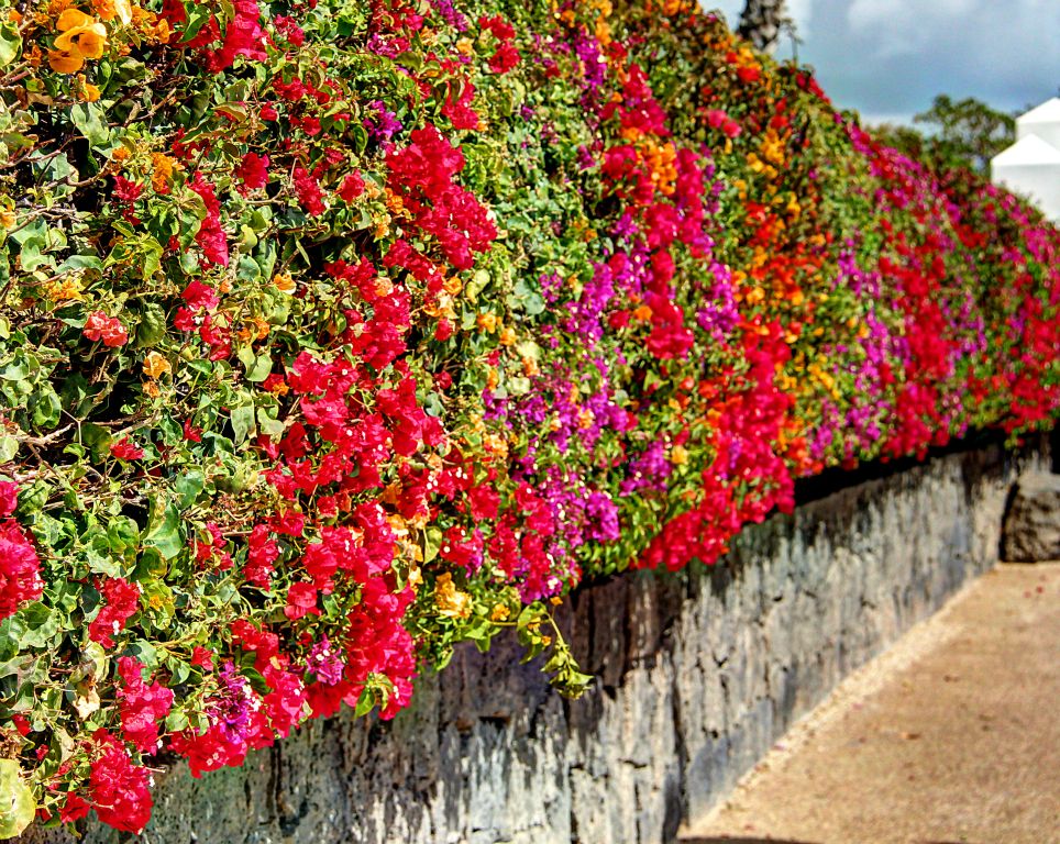 The flower-covered hedge in front of the hotel.