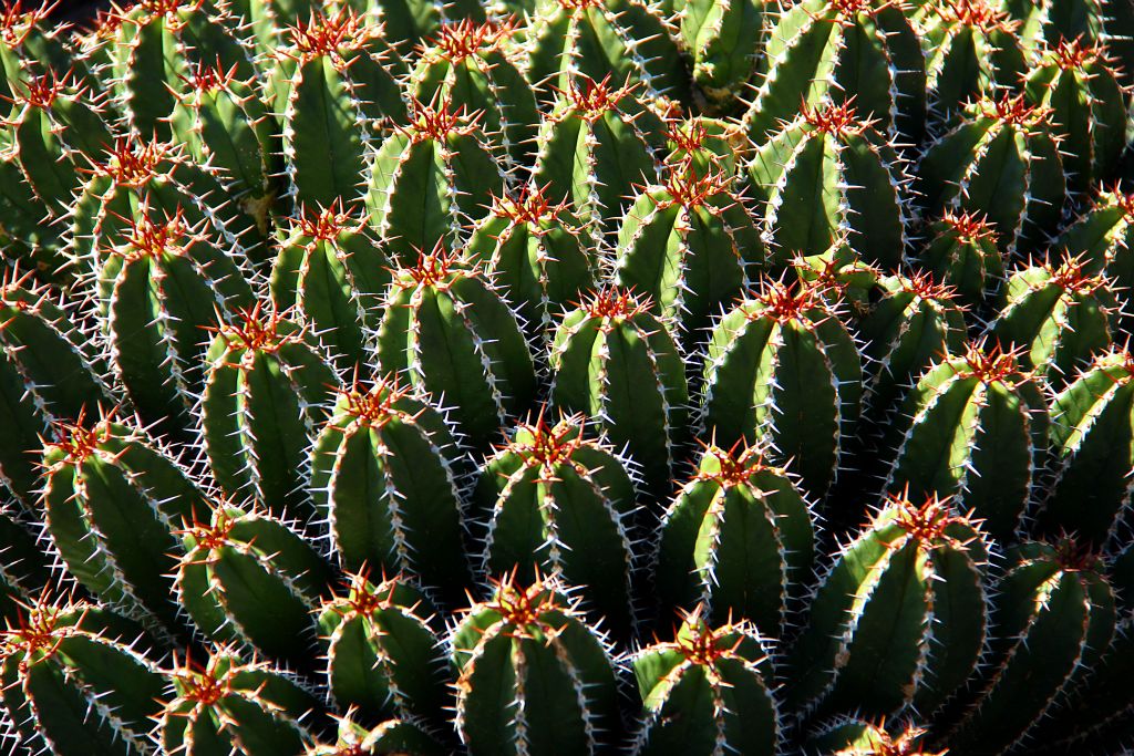 This cactus was really tiny, so I had to get down on the ground for this close-up shot.