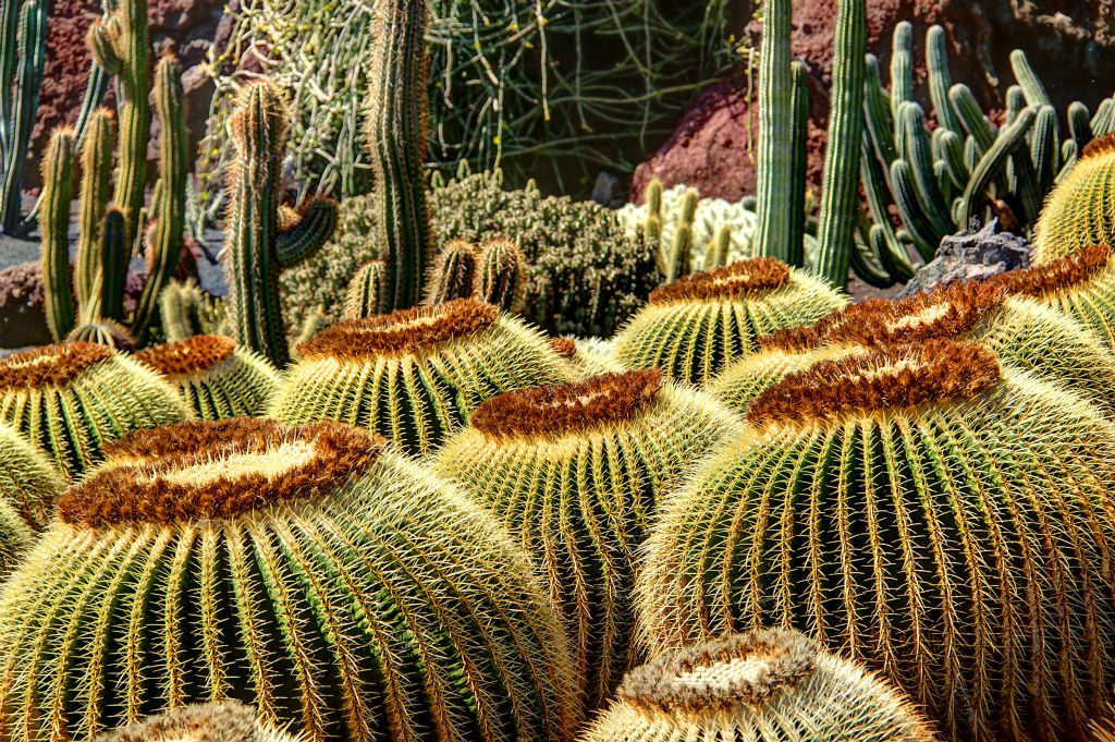 I think these big round cacti were my favourites. The largest were maybe three feet in diameter. You wouldn’t want one of those to drop on you from a height.