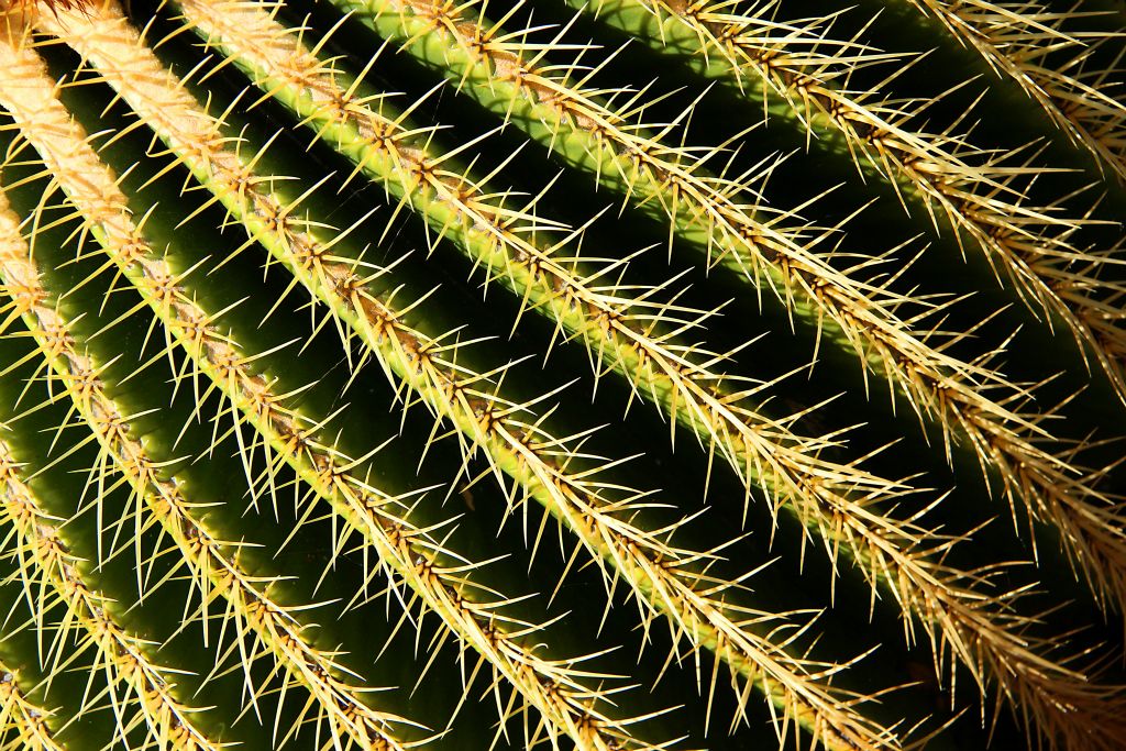 A close-up of one of the big round cacti.