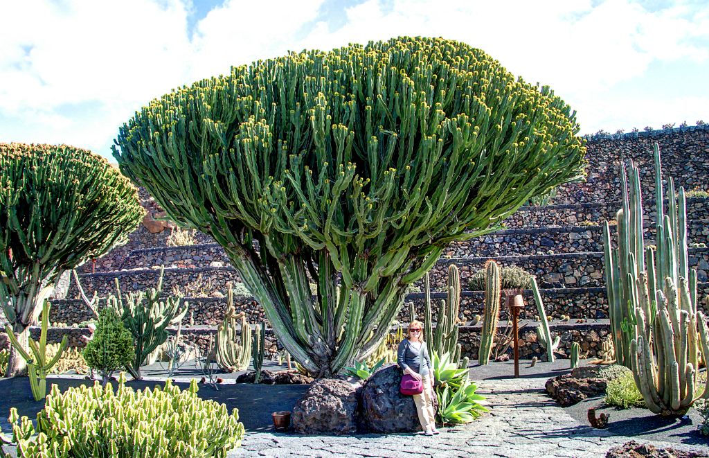 As far as we could tell, this was the biggest (albeit not the tallest) cactus in the garden.