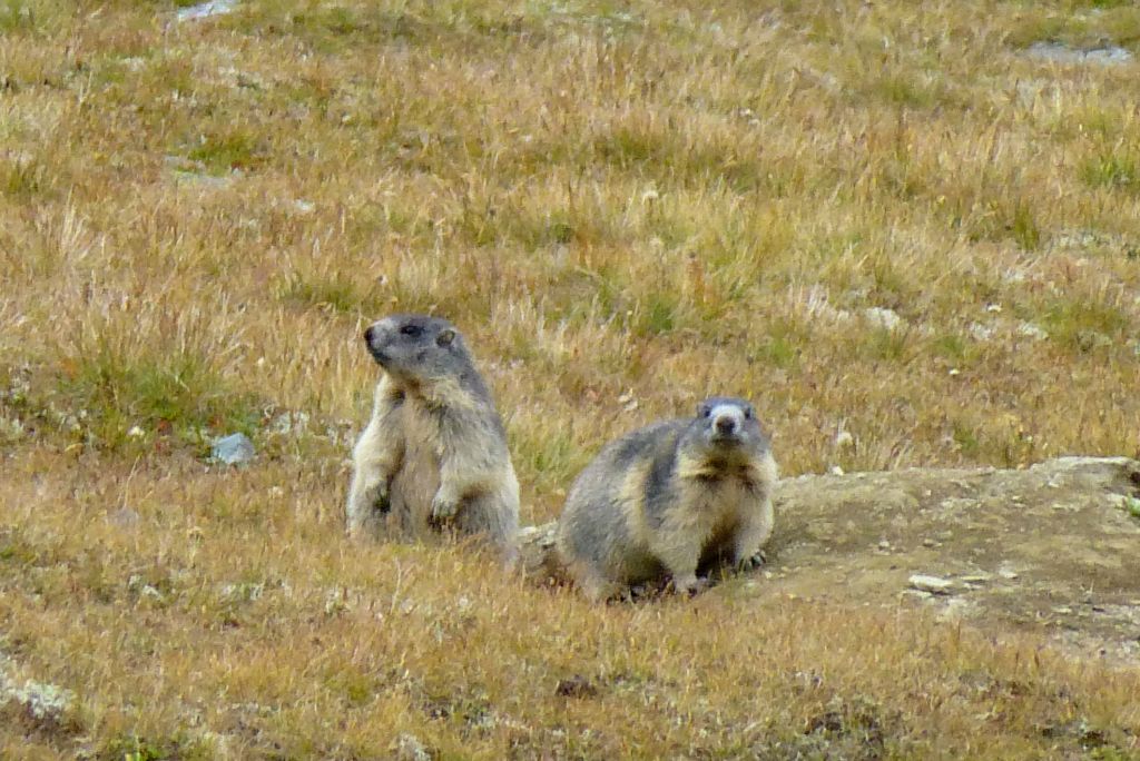Finally, a photo of marmots. I’d heard a few during the course of the week. I’d even seen a couple from a great distance, but I’d thus far had no opportunity to actually photograph one. I was beginning to think I might have to go home without a photo of one, so it was a great relief when these two popped up and hung around for long enough for me to get my camera out.A few seconds earlier there had actually been three of them, but one exited to the left just before I took the photo.