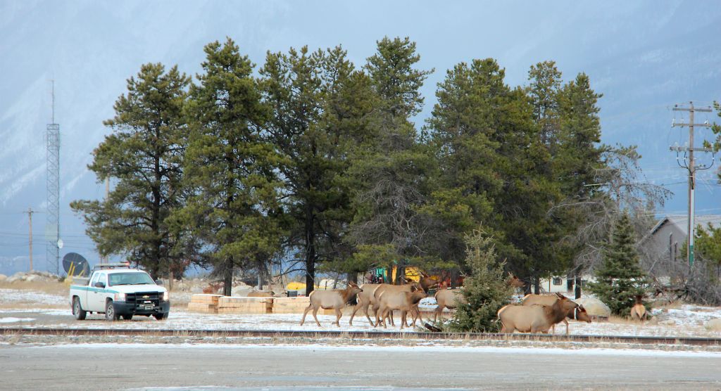 The reason we had gone into the train yard in the first place was to watch a park ranger trying to herd this group of elk out of the train yard with only this large pickup truck (which gives you an idea of just how big the elk are).