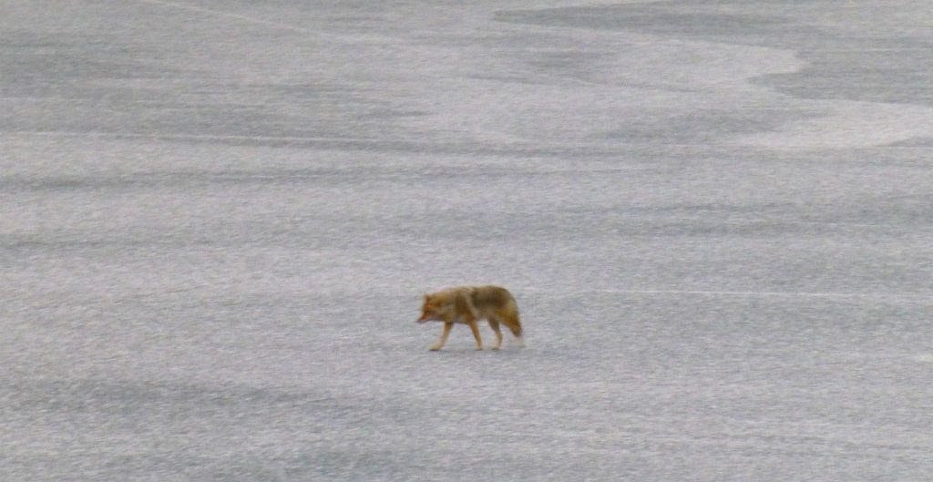 Sunday - While we were having breakfast at the Fairmont Jasper Park Lodge, a couple of coyotes appeared out of the trees and walked across the lake right in front of the hotel. It’s quite a big lake and they were a fairly long way off, so this was the best photo I managed to get.