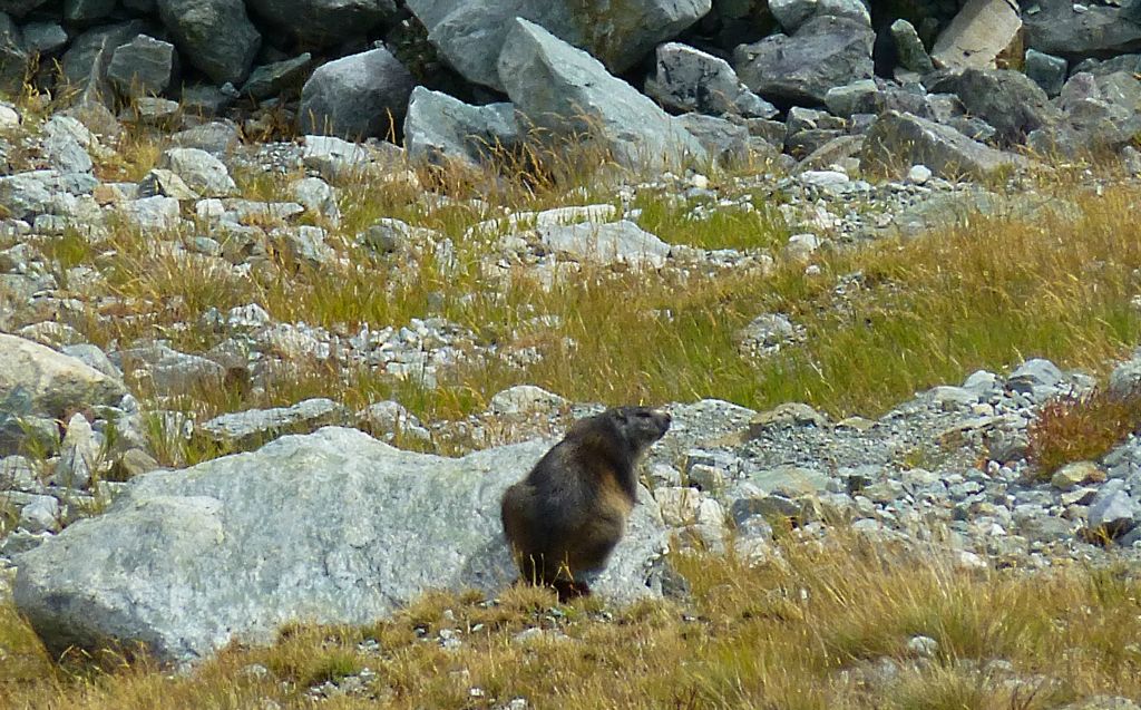 My first marmot of the week. Or at least the first one I managed to get a photo of. There were loads on the glacial morraine, but they legged it as soon as they saw me approaching.