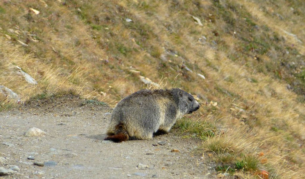 This marmot was ambling down the trail ahead of me when I rounded a bend in the trail. It didn't hang around for very long once it had spotted me though.