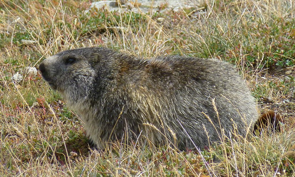 There were loads of marmots around though and it didn't take too long for me to get close enough to one for a good photo.
