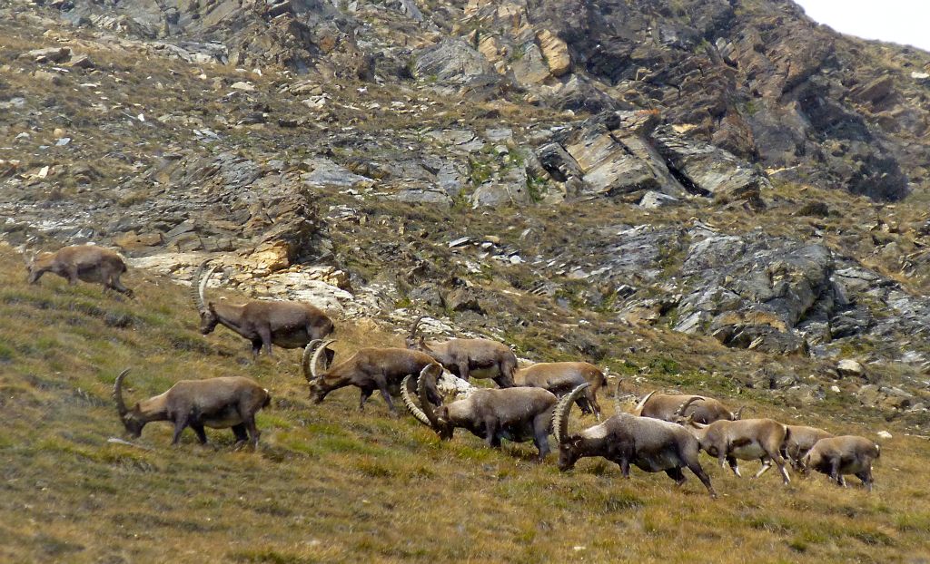 A herd of Ibex near the trail.