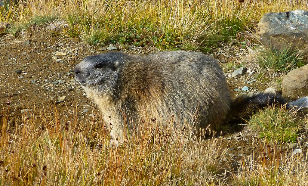 There were a few marmots around near the trail between Rotenboden and Riffelberg, which was quite surprising given that it is by a significant margin the busiest trail around Zermatt.