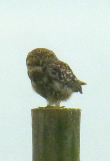 Monday - I'd seen this little owl around the gite a few times since we arrived, but it always flew off within a few seconds of me spotting it. I took this picture through the lounge window because whenever I went outside it flew off. But it still seemed to be aware that I was there (because it's looking right at the gite) and flew off again as soon as I went outside.
