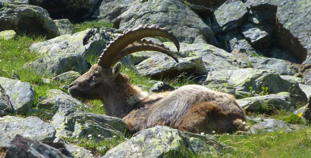 I passed by a group of Ibex, which appeared to be largely unconcerned by my presence. Presumably because they're fairly big and could stomp me into dust if they felt inclined to do so.