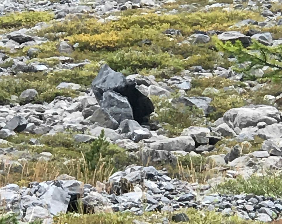 I had a shock when I spotted this about fifty meters from the trail as it looks an awful lot like a black bear. Having watched it for about half a minute and satisfied myself that it probably was a shadow, and reminded myself that there aren't any bears in the Swiss Alps (I think), I carried on.