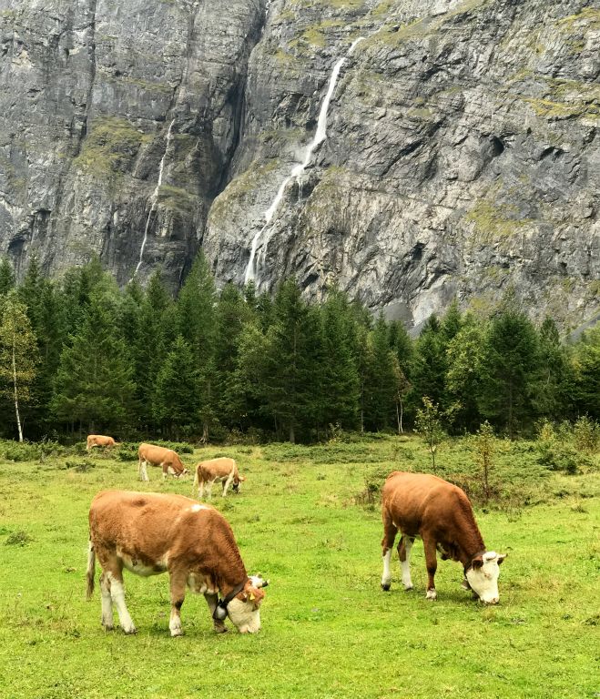 It's always nice to get a photo of some alpine cows.