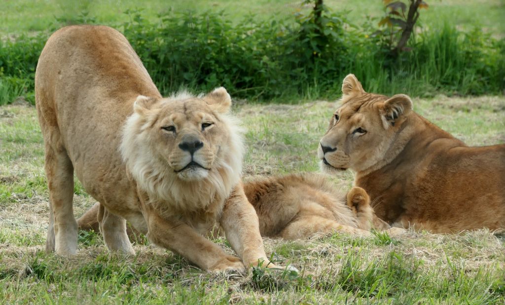 Lions seem to be mainly sleeping or stretching between sleeps.