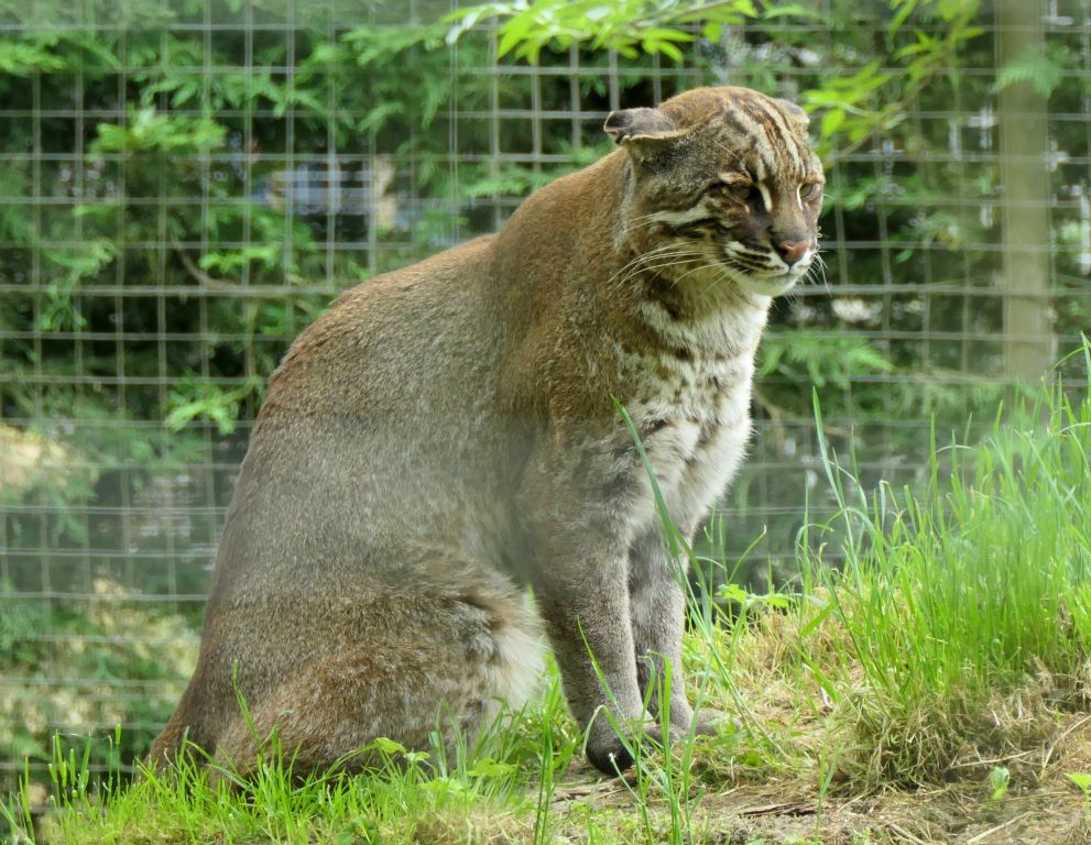 This asiatic Golden Cat does not look happy at all.