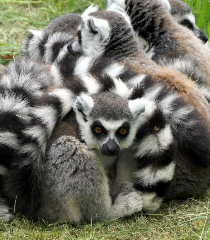 Apparently lemurs like to hang out in piles. A pile of lemurs.