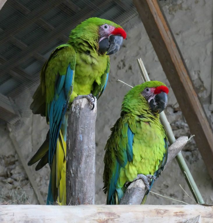 I think these might be macaws, but I wouldn't swear to that.Time to head back to Saint-Simeon.