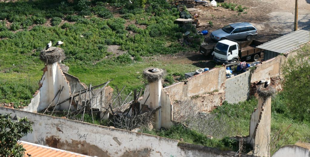 In this region of Portugal there are loads and loads and loads of storks. They nest on virtually any sort of pole, post or tower. Here you can see three nests on the ruins of a building.