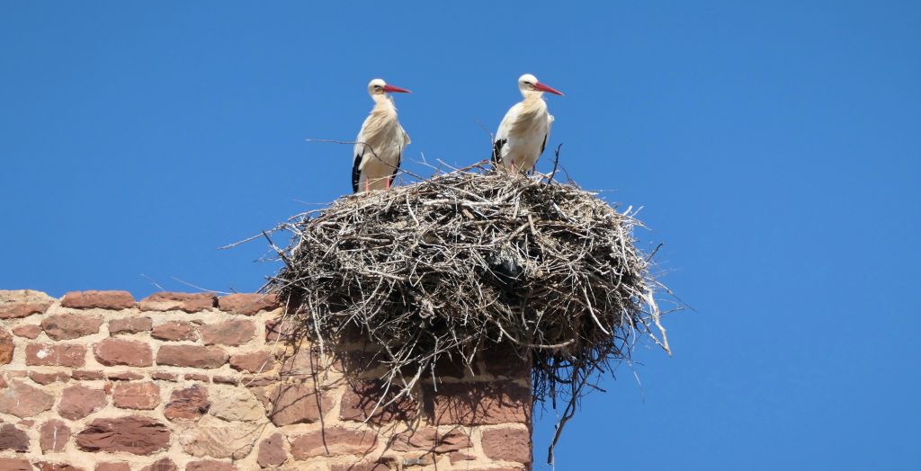 More storks.