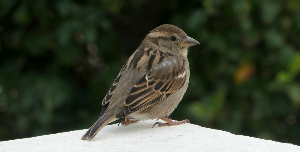 A sparrow on our terrace looking for Pringles crumbs.
