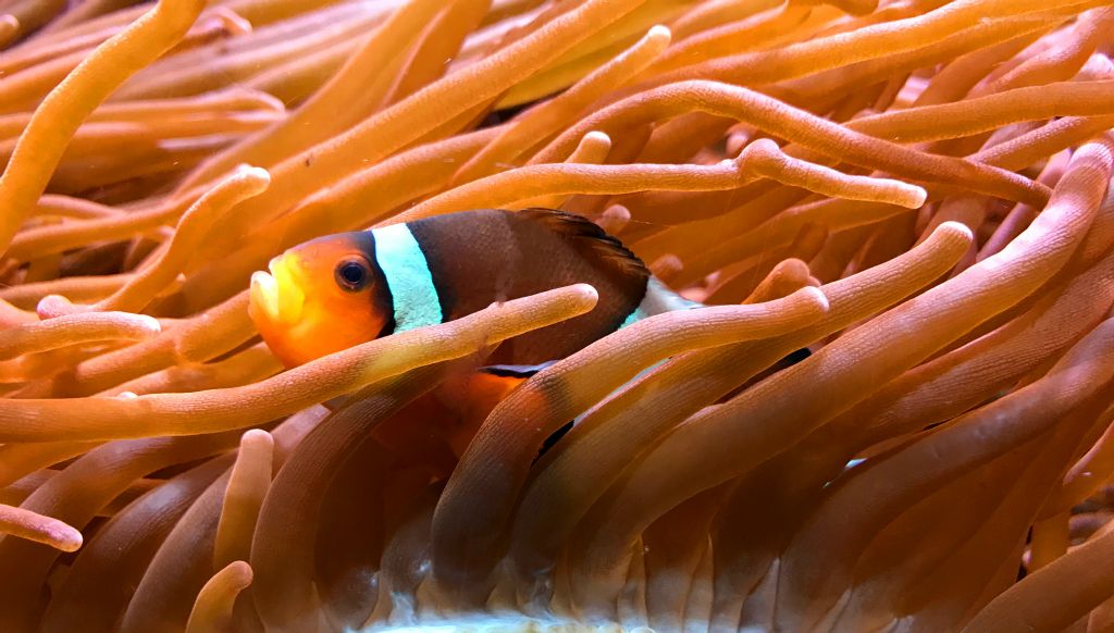 One of those clownfish that children go absolutely mental about when they see one. "IT'S NEMO!!!!!!!!!!" Yes, it is. But do you need to shout it fifty times? Apparently you do.