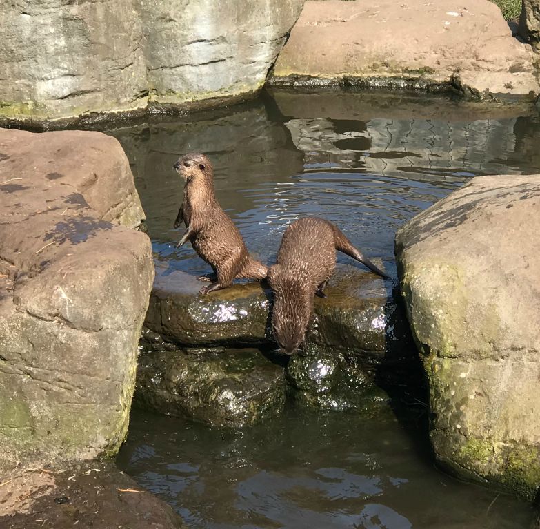 Some otters. They were very active and entertaining.