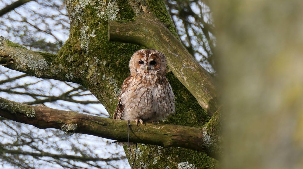 I think this is a Tawny Owl, but I didn't take notes when the lady was talking so I can't be certain (but it does look a lot like the pictures of Tawny Owls on the internet).
