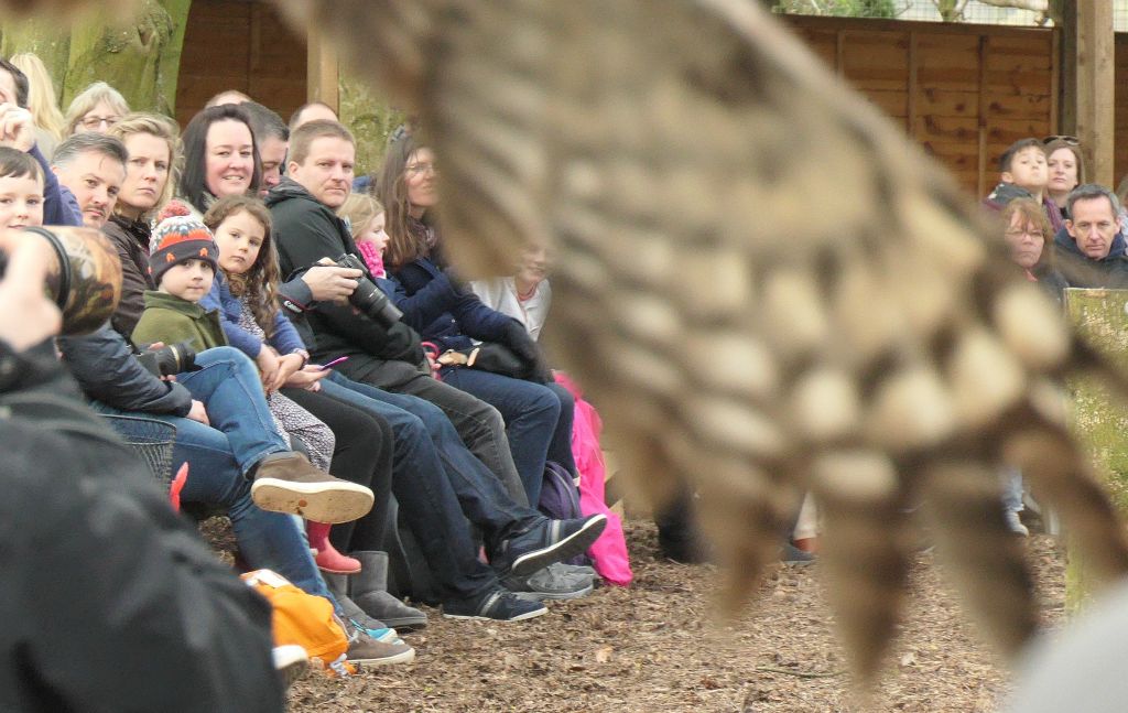 However, this one is an Eagle Owl and I got to see it from very, very close up. In fact it's wing brushed the top of my head as it went over.