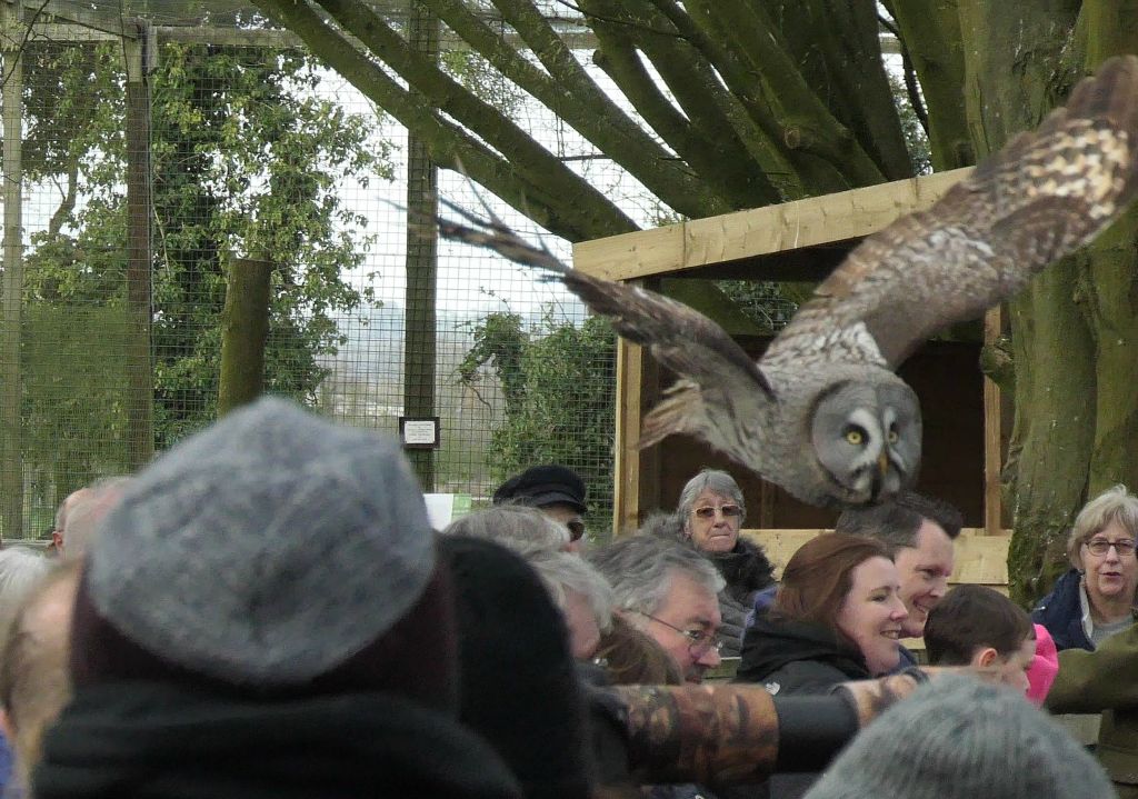 During the display the owls fly very close to the spectators. (I'm not sure what sort of owl this is.)