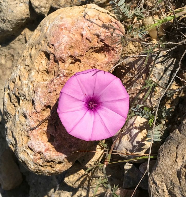 I saw a few of these lovely flowers growing from under stones on the trail. I'm sure they weren't there when I came this way two days ago.