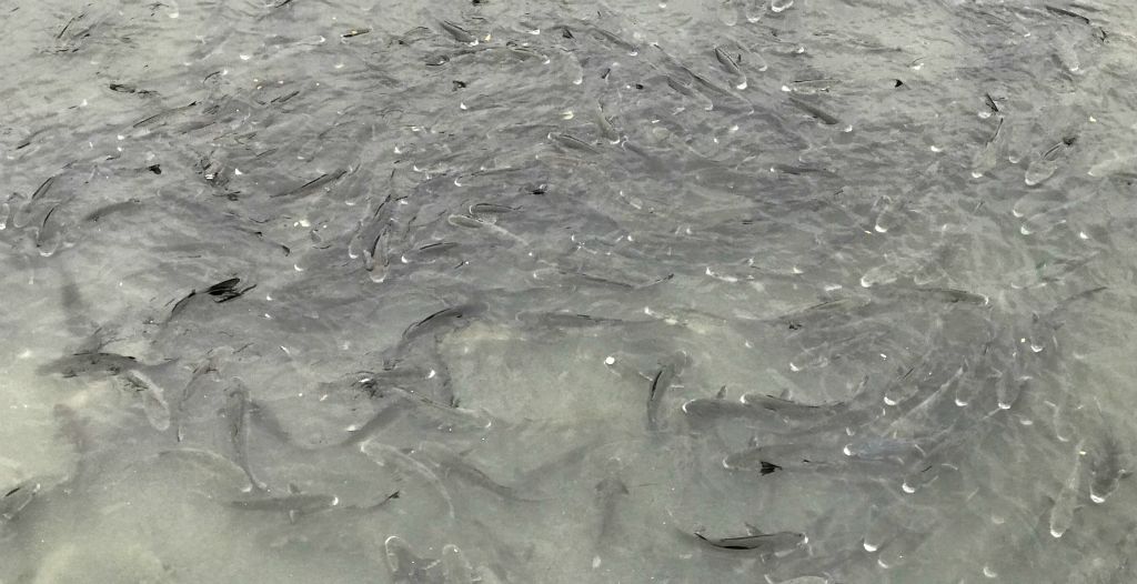 At one spot in the river, hundreds of these fish had congregated. It seemed strange that no-one was trying to catch them.