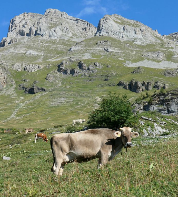 It's always good to get a nice photo of a cow with a mountain in the background.