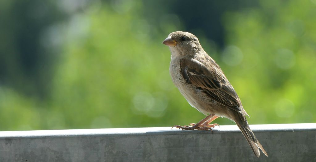 There was a posse of sparrows that kept turning up on my balcony whenever they spotted that I was in, presumably hoping to snaffle some scraps of food. So I took the opportunity to take a few photos of them as they sat around.