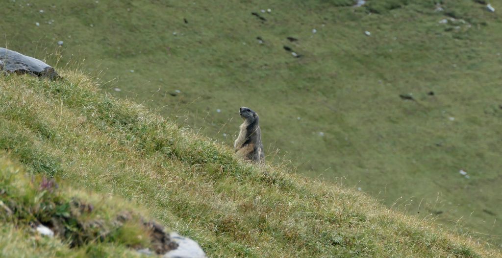 I'd seen loads of marmots on the way up, but they were all too quick to hide for me to get any pictures. On they way down they were much more obliging, although only at a distance.