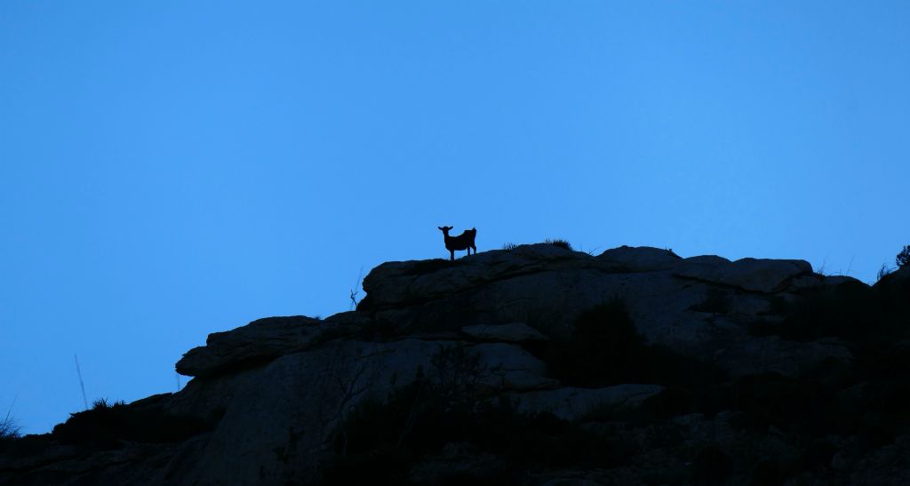 The last time I was in Majorca, the only wildlife I saw all week was one goat. So I thought I'd best take a photo of this one, just in case it was the only one I saw.