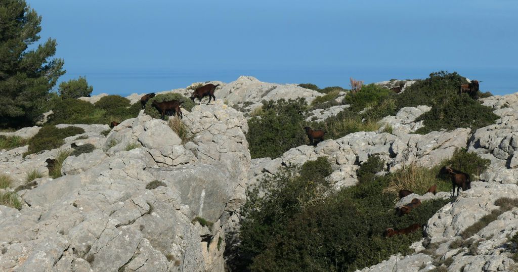 Having only seen one goat all week the last time I visited Majorca, there are many in this one photo. How many can you see? I reckon there are fourteen.