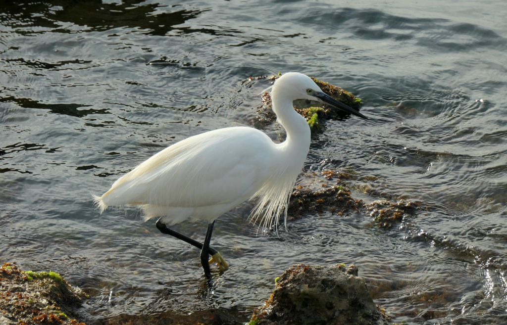 Just next to where we were sat, this Little Egret (I think that's what it was) was fishing.
