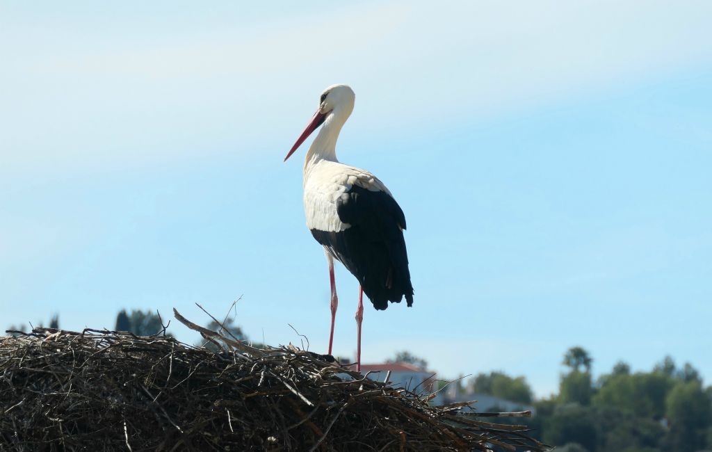There are storks all over the place in Silves. I reckon the locals hate them as they build massive nests all over the place.