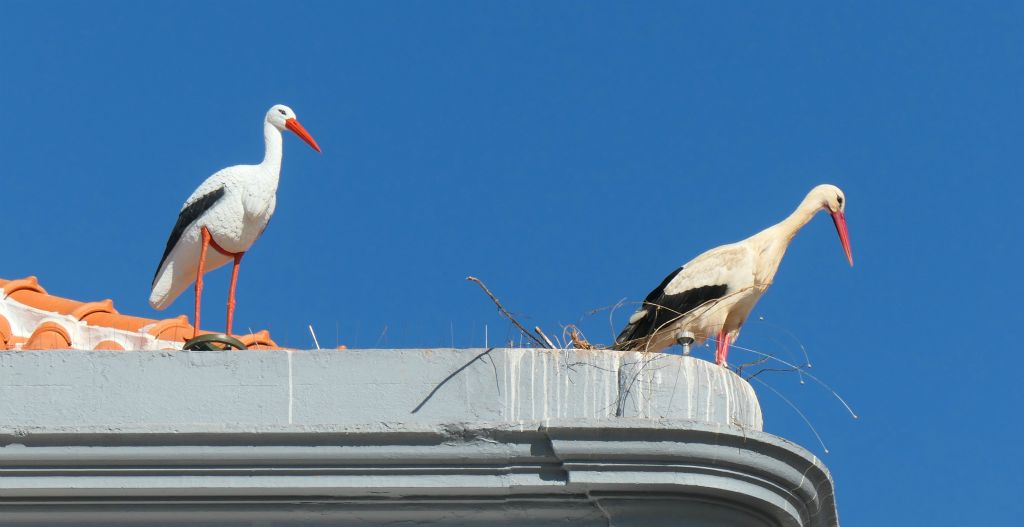 I assume the plastic stork (the one one the left, obvs) was intended to discourage real storks (like the one on the right) from nesting on this roof. That's not worked then.