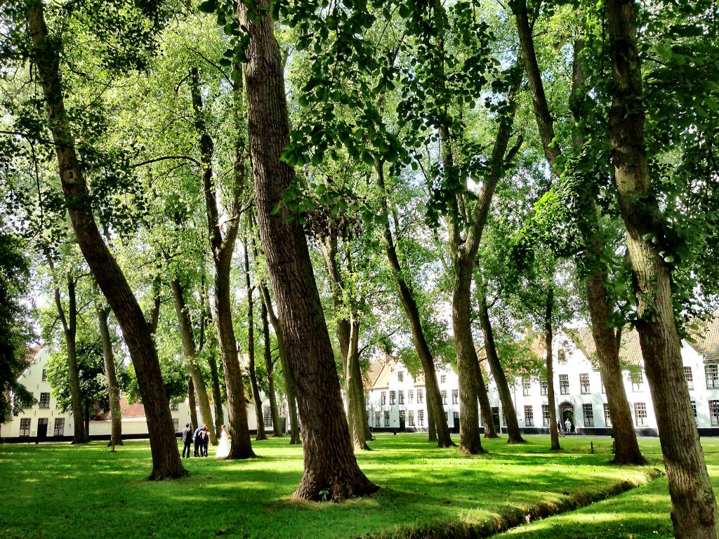 We have twenty minutes to fill before the tour starts, so we go for a short walk. Just round the corner from the brewery is the Begijnhof, where they have this impressive stand of trees.