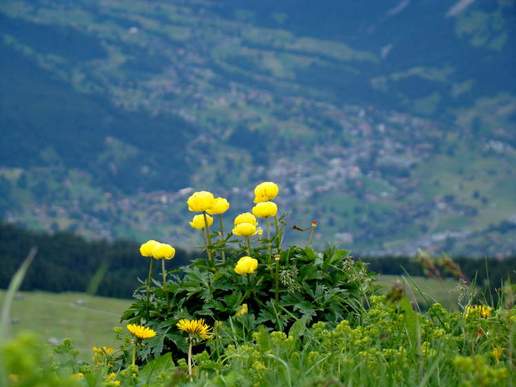 Grindelwald