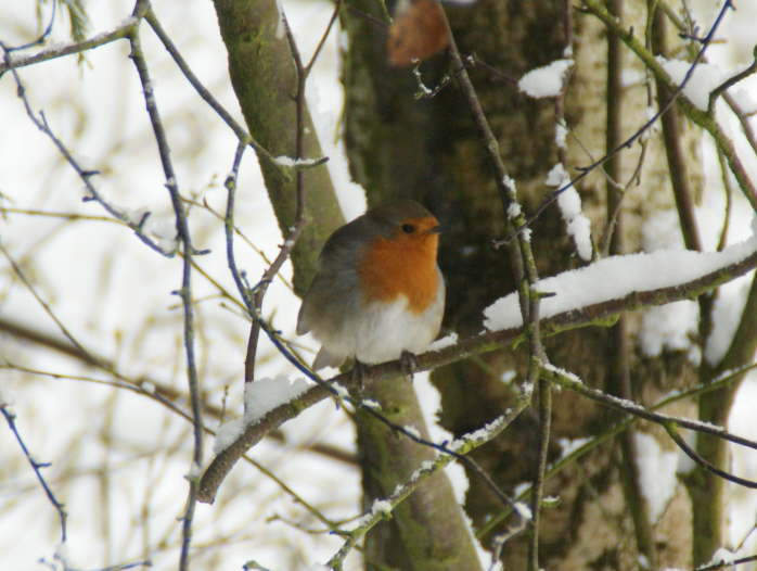 Robin