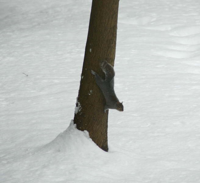 Squirrel