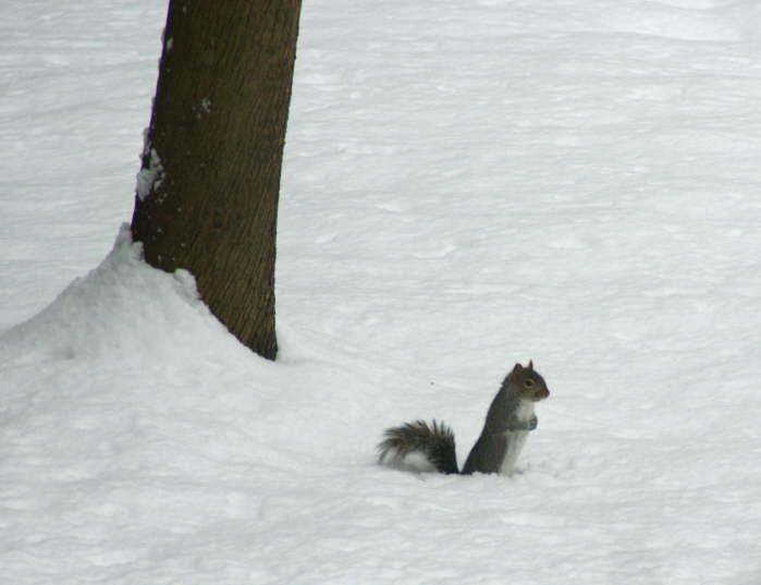 Squirrel