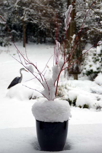 Plant Pot