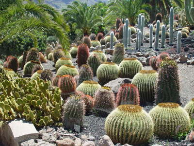 Cactualdea Cactus Park